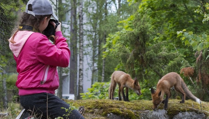 Kouvolalaisen Heikkisen perheen kuopus Liina voitti kettukuvallaan Vuoden luontokuvakilpailun nuorten sarjan viime vuonna. Kuvassa Liina taltioi kettuperhettä kuvausmatkalla Helsingissä isän kanssa. Kuva: Jari Heikkinen